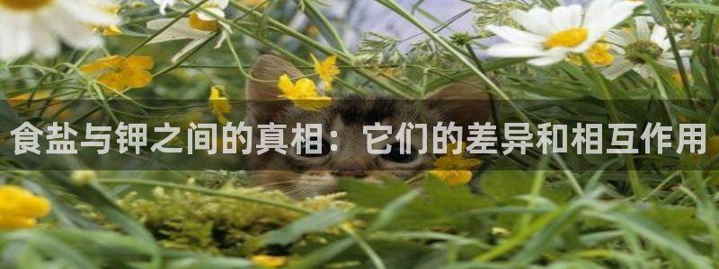 威九国际精彩推荐