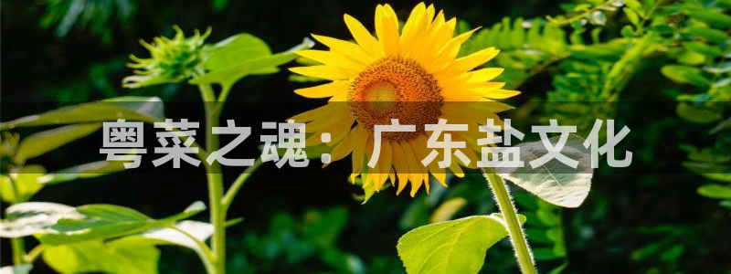 威九国际能提现吗